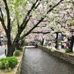 高瀬川桜